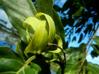 Ylang-ylang (Cananga odorata) Barangay Tilapayong 14°58'41"N   120°52'40"E  Baliuag, Bulacan, Bulacan province, (accessed from Cagayan Valley Road, Baliuag-Pulilan-Guiguinto, Bulacan) Pan-Philippine H