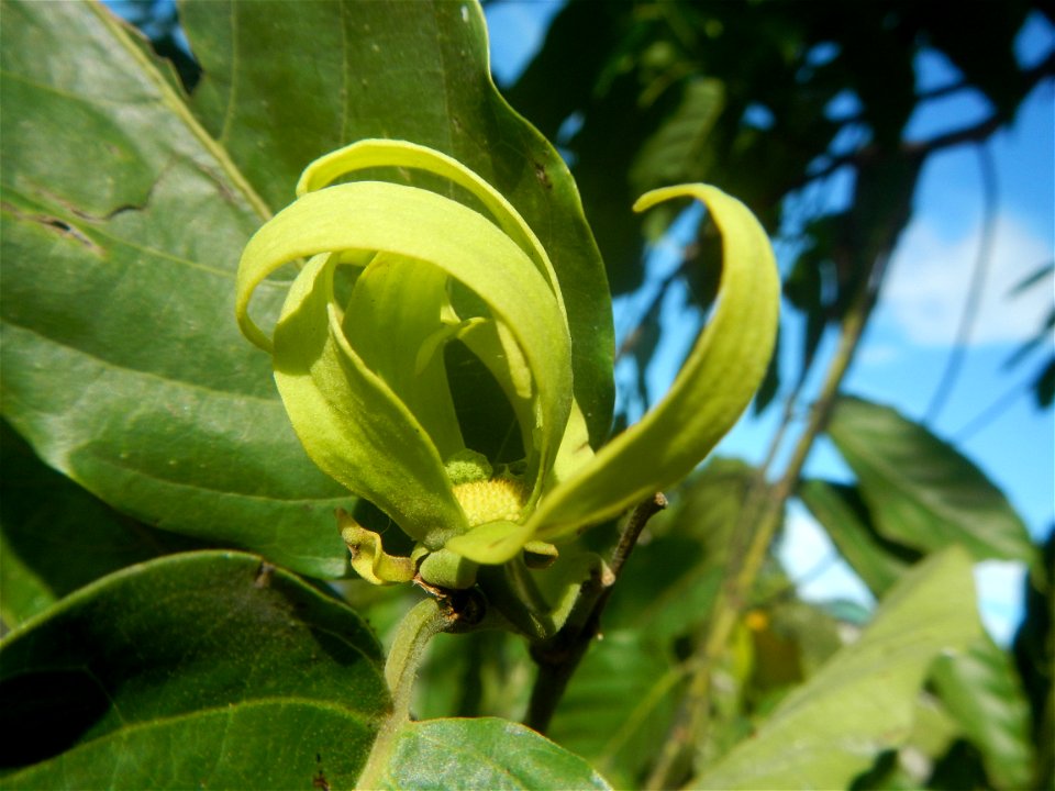 Ylang-ylang (Cananga odorata) Barangay Tilapayong 14°58'41"N   120°52'40"E  Baliuag, Bulacan, Bulacan province, (accessed from Cagayan Valley Road, Baliuag-Pulilan-Guiguinto, Bulacan) Pan-Philippine H