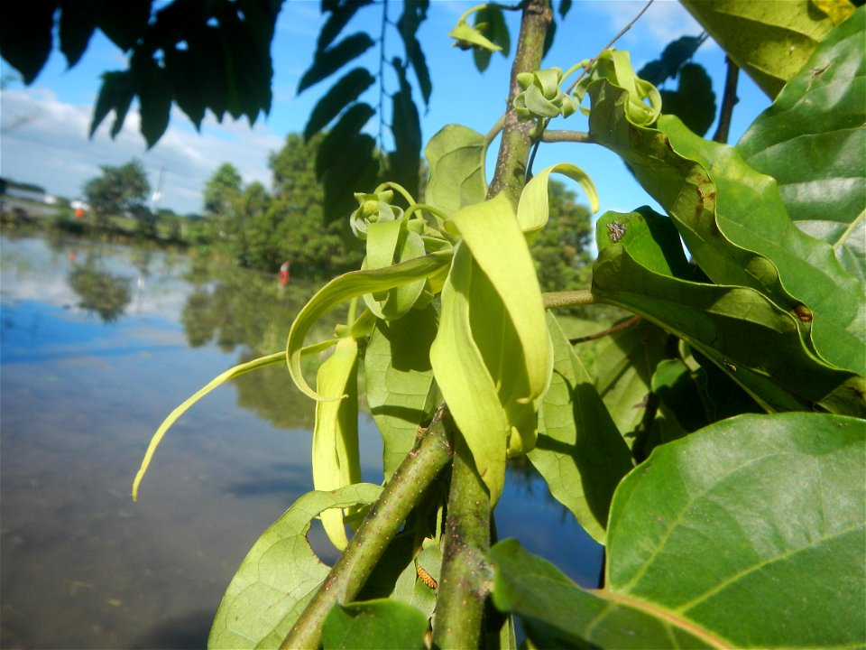 Ylang-ylang (Cananga odorata) Barangay Tilapayong 14°58'41"N   120°52'40"E  Baliuag, Bulacan, Bulacan province, (accessed from Cagayan Valley Road, Baliuag-Pulilan-Guiguinto, Bulacan) Pan-Philippine H