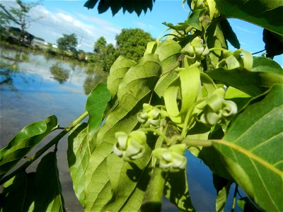 Ylang-ylang (Cananga odorata) Barangay Tilapayong 14°58'41"N   120°52'40"E  Baliuag, Bulacan, Bulacan province, (accessed from Cagayan Valley Road, Baliuag-Pulilan-Guiguinto, Bulacan) Pan-Philippine H