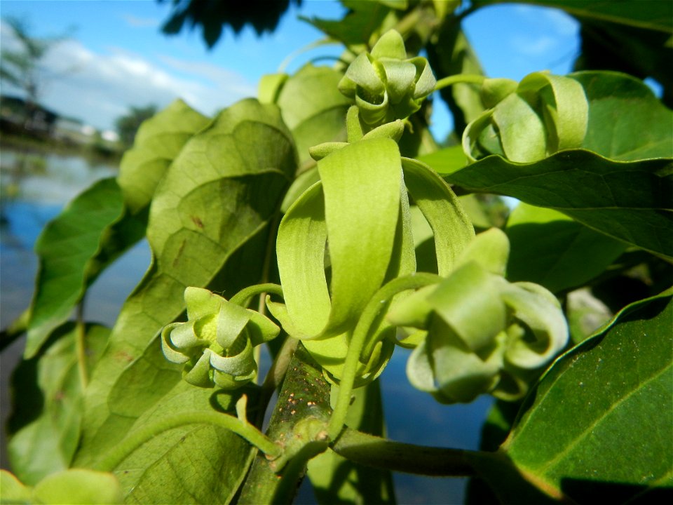 Ylang-ylang (Cananga odorata) Barangay Tilapayong 14°58'41"N   120°52'40"E  Baliuag, Bulacan, Bulacan province, (accessed from Cagayan Valley Road, Baliuag-Pulilan-Guiguinto, Bulacan) Pan-Philippine H