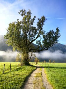 Nature fog autumn