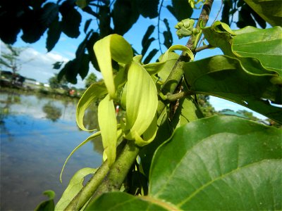 Ylang-ylang (Cananga odorata) Barangay Tilapayong 14°58'41"N   120°52'40"E  Baliuag, Bulacan, Bulacan province, (accessed from Cagayan Valley Road, Baliuag-Pulilan-Guiguinto, Bulacan) Pan-Philippine H