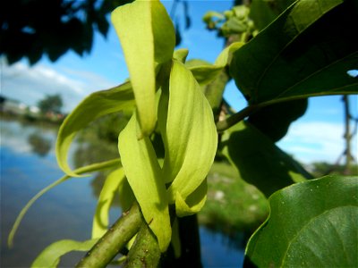 Ylang-ylang (Cananga odorata) Barangay Tilapayong 14°58'41"N   120°52'40"E  Baliuag, Bulacan, Bulacan province, (accessed from Cagayan Valley Road, Baliuag-Pulilan-Guiguinto, Bulacan) Pan-Philippine H
