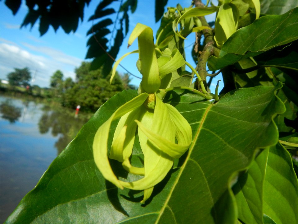 Ylang-ylang (Cananga odorata) Barangay Tilapayong 14°58'41"N   120°52'40"E  Baliuag, Bulacan, Bulacan province, (accessed from Cagayan Valley Road, Baliuag-Pulilan-Guiguinto, Bulacan) Pan-Philippine H