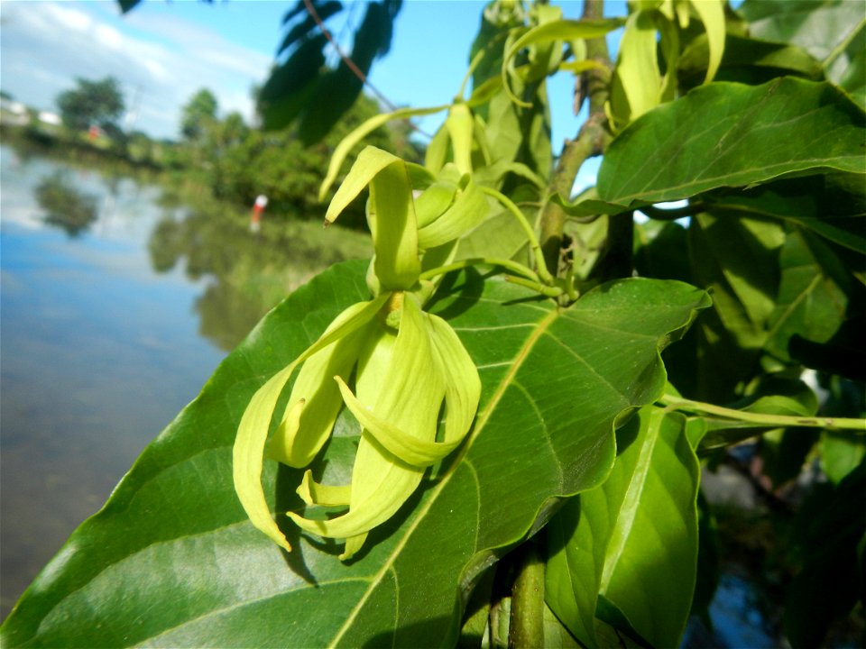 Ylang-ylang (Cananga odorata) Barangay Tilapayong 14°58'41"N   120°52'40"E  Baliuag, Bulacan, Bulacan province, (accessed from Cagayan Valley Road, Baliuag-Pulilan-Guiguinto, Bulacan) Pan-Philippine H