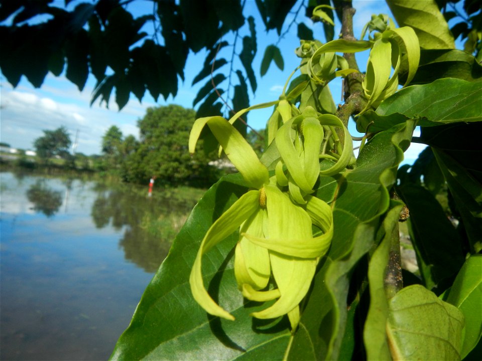 Ylang-ylang (Cananga odorata) Barangay Tilapayong 14°58'41"N   120°52'40"E  Baliuag, Bulacan, Bulacan province, (accessed from Cagayan Valley Road, Baliuag-Pulilan-Guiguinto, Bulacan) Pan-Philippine H
