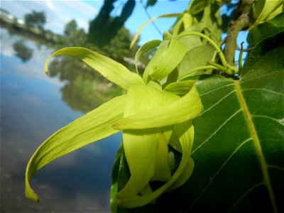 Ylang-ylang (Cananga odorata) Barangay Tilapayong 14°58'41"N   120°52'40"E  Baliuag, Bulacan, Bulacan province, (accessed from Cagayan Valley Road, Baliuag-Pulilan-Guiguinto, Bulacan) Pan-Philippine H