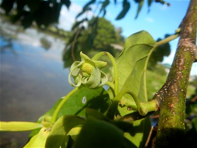 Ylang-ylang (Cananga odorata) Barangay Tilapayong 14°58'41"N   120°52'40"E  Baliuag, Bulacan, Bulacan province, (accessed from Cagayan Valley Road, Baliuag-Pulilan-Guiguinto, Bulacan) Pan-Philippine H