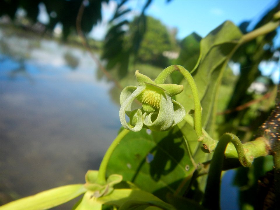 Ylang-ylang (Cananga odorata) Barangay Tilapayong 14°58'41"N   120°52'40"E  Baliuag, Bulacan, Bulacan province, (accessed from Cagayan Valley Road, Baliuag-Pulilan-Guiguinto, Bulacan) Pan-Philippine H
