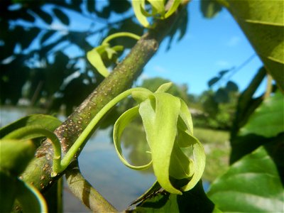 Ylang-ylang (Cananga odorata) Barangay Tilapayong 14°58'41"N   120°52'40"E  Baliuag, Bulacan, Bulacan province, (accessed from Cagayan Valley Road, Baliuag-Pulilan-Guiguinto, Bulacan) Pan-Philippine H