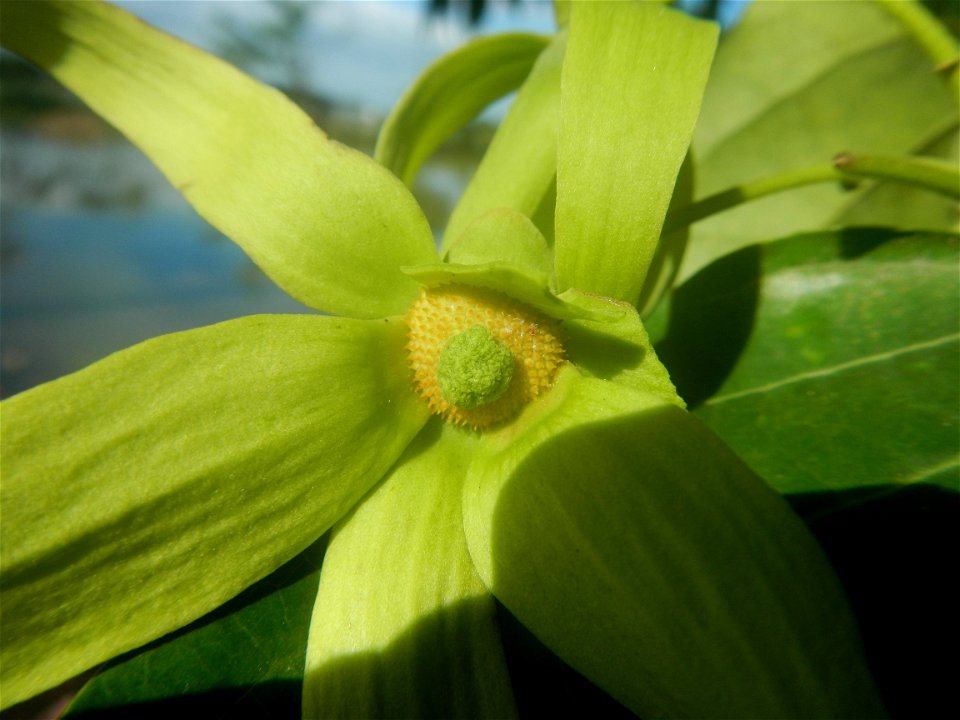 Ylang-ylang (Cananga odorata) Barangay Tilapayong 14°58'41"N   120°52'40"E  Baliuag, Bulacan, Bulacan province, (accessed from Cagayan Valley Road, Baliuag-Pulilan-Guiguinto, Bulacan) Pan-Philippine H