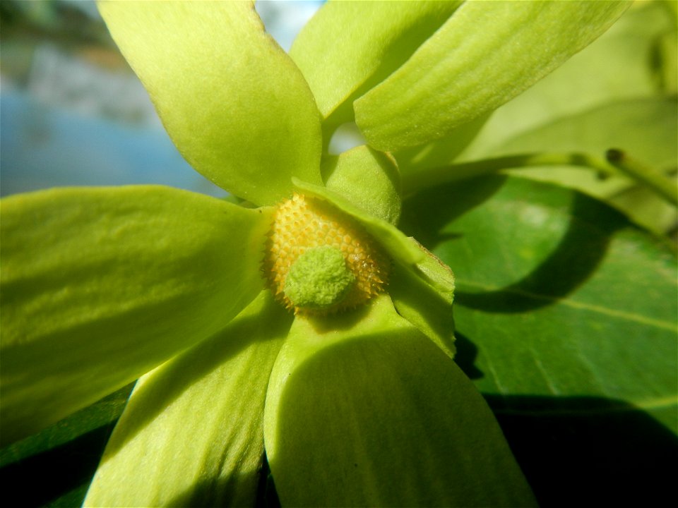 Ylang-ylang (Cananga odorata) Barangay Tilapayong 14°58'41"N   120°52'40"E  Baliuag, Bulacan, Bulacan province, (accessed from Cagayan Valley Road, Baliuag-Pulilan-Guiguinto, Bulacan) Pan-Philippine H