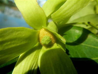 Ylang-ylang (Cananga odorata) Barangay Tilapayong 14°58'41"N   120°52'40"E  Baliuag, Bulacan, Bulacan province, (accessed from Cagayan Valley Road, Baliuag-Pulilan-Guiguinto, Bulacan) Pan-Philippine H