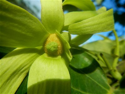Ylang-ylang (Cananga odorata) Barangay Tilapayong 14°58'41"N   120°52'40"E  Baliuag, Bulacan, Bulacan province, (accessed from Cagayan Valley Road, Baliuag-Pulilan-Guiguinto, Bulacan) Pan-Philippine H