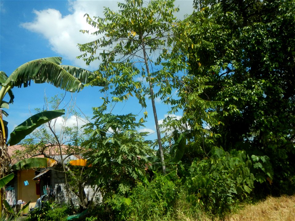 Plaridel during enhanced community quarantine in the Philippines