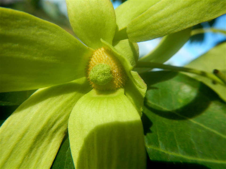 Ylang-ylang (Cananga odorata) Barangay Tilapayong 14°58'41"N   120°52'40"E  Baliuag, Bulacan, Bulacan province, (accessed from Cagayan Valley Road, Baliuag-Pulilan-Guiguinto, Bulacan) Pan-Philippine H