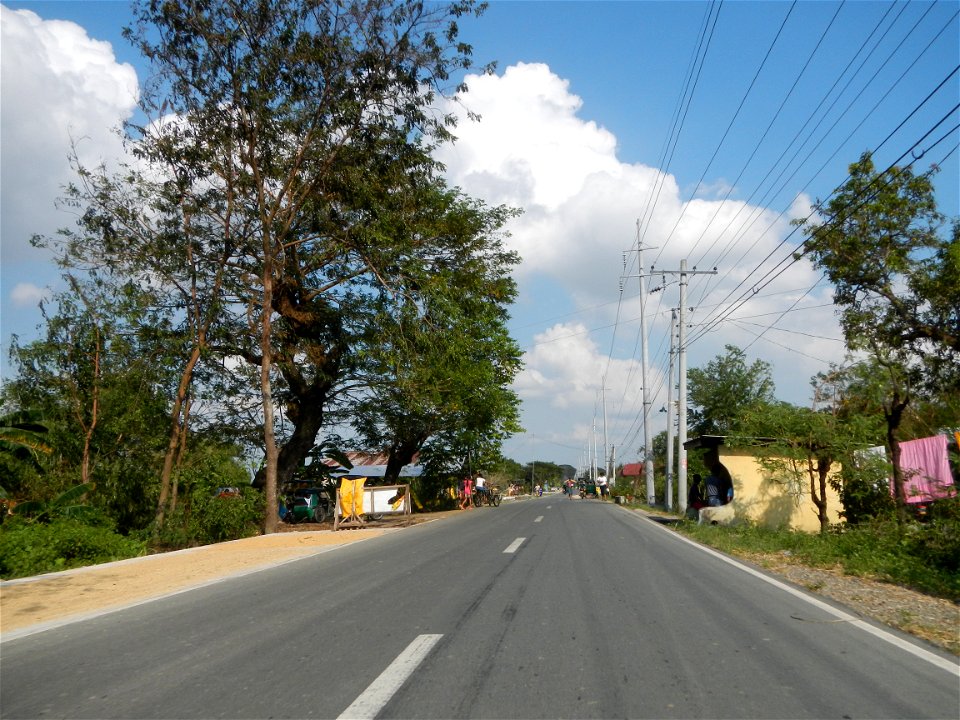 Cananga odorata ylang-ylang is Tagalog word ilang, meaning "wilderness", Capital of the Philippines, Anao, Tarlac, Cananga odorata decorating this Moncada-Anao, Tarlac Road (a world record so to speak