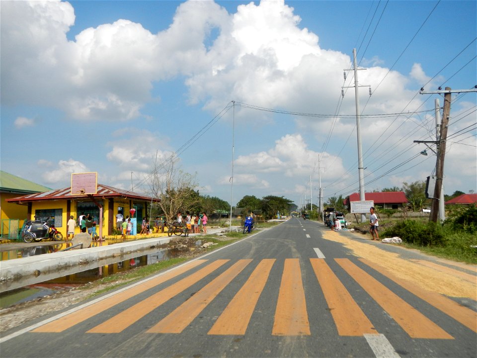 Cananga odorata ylang-ylang is Tagalog word ilang, meaning "wilderness", Capital of the Philippines, Anao, Tarlac, Cananga odorata decorating this Moncada-Anao, Tarlac Road (a world record so to speak
