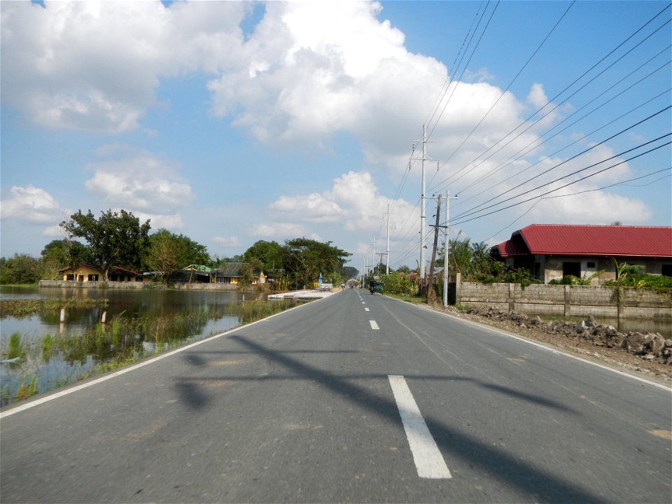 Cananga odorata ylang-ylang is Tagalog word ilang, meaning "wilderness", Capital of the Philippines, Anao, Tarlac, Cananga odorata decorating this Moncada-Anao, Tarlac Road (a world record so to speak
