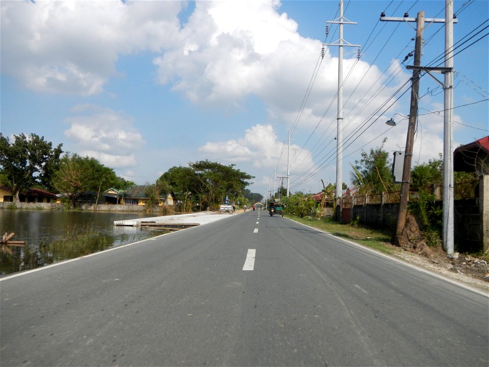 Cananga odorata ylang-ylang is Tagalog word ilang, meaning "wilderness", Capital of the Philippines, Anao, Tarlac, Cananga odorata decorating this Moncada-Anao, Tarlac Road (a world record so to speak