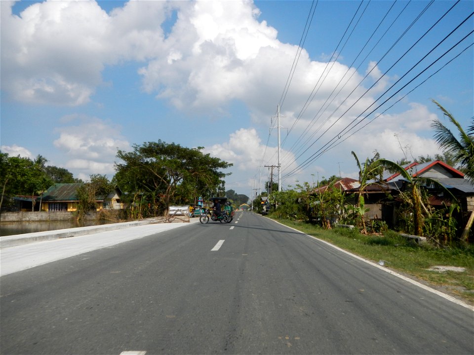 Cananga odorata ylang-ylang is Tagalog word ilang, meaning "wilderness", Capital of the Philippines, Anao, Tarlac, Cananga odorata decorating this Moncada-Anao, Tarlac Road (a world record so to speak