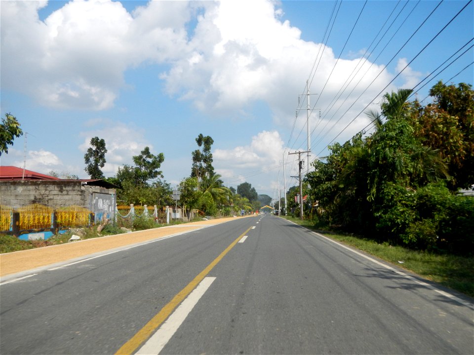 Cananga odorata ylang-ylang is Tagalog word ilang, meaning "wilderness", Capital of the Philippines, Anao, Tarlac, Cananga odorata decorating this Moncada-Anao, Tarlac Road (a world record so to speak