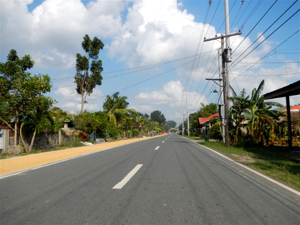 Cananga odorata ylang-ylang is Tagalog word ilang, meaning "wilderness", Capital of the Philippines, Anao, Tarlac, Cananga odorata decorating this Moncada-Anao, Tarlac Road (a world record so to speak