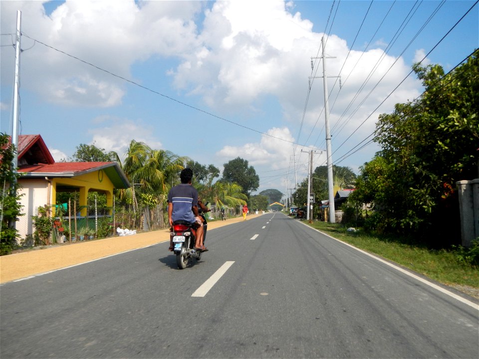 Cananga odorata ylang-ylang is Tagalog word ilang, meaning "wilderness", Capital of the Philippines, Anao, Tarlac, Cananga odorata decorating this Moncada-Anao, Tarlac Road (a world record so to speak