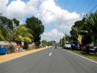Cananga odorata ylang-ylang is Tagalog word ilang, meaning "wilderness", Capital of the Philippines, Anao, Tarlac, Cananga odorata decorating this Moncada-Anao, Tarlac Road (a world record so to speak