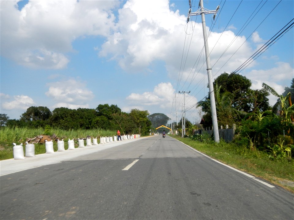 Cananga odorata ylang-ylang is Tagalog word ilang, meaning "wilderness", Capital of the Philippines, Anao, Tarlac, Cananga odorata decorating this Moncada-Anao, Tarlac Road (a world record so to speak