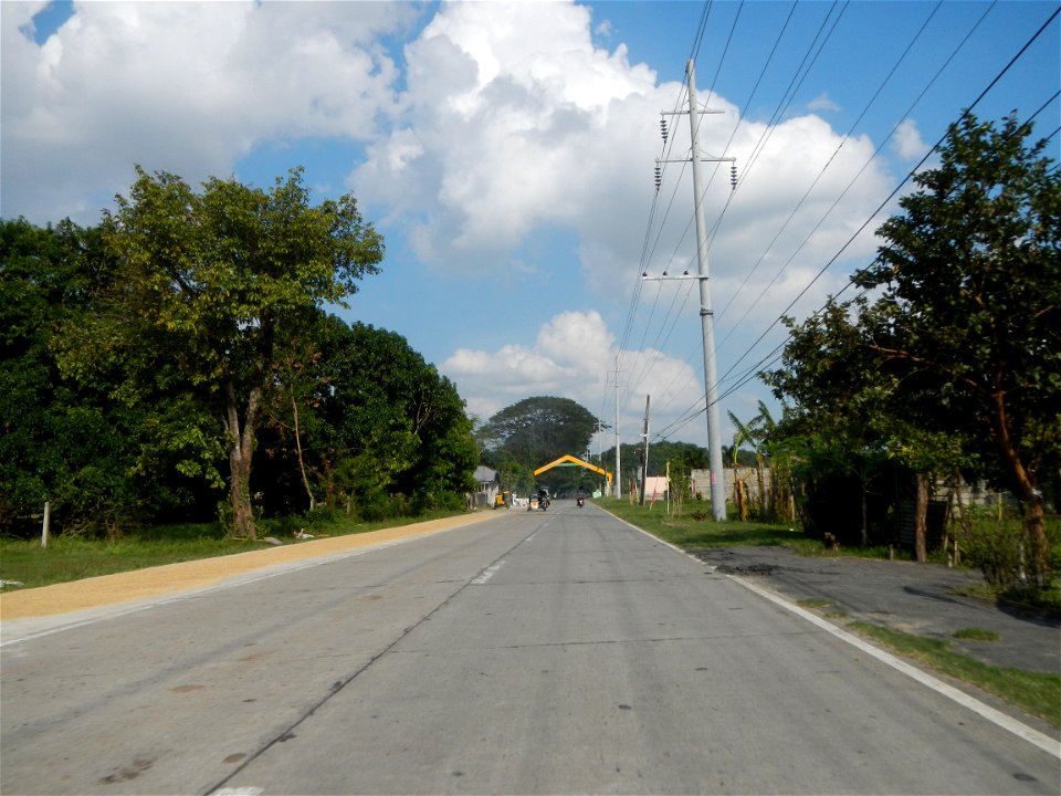 Cananga odorata ylang-ylang is Tagalog word ilang, meaning "wilderness", Capital of the Philippines, Anao, Tarlac, Cananga odorata decorating this Moncada-Anao, Tarlac Road (a world record so to speak