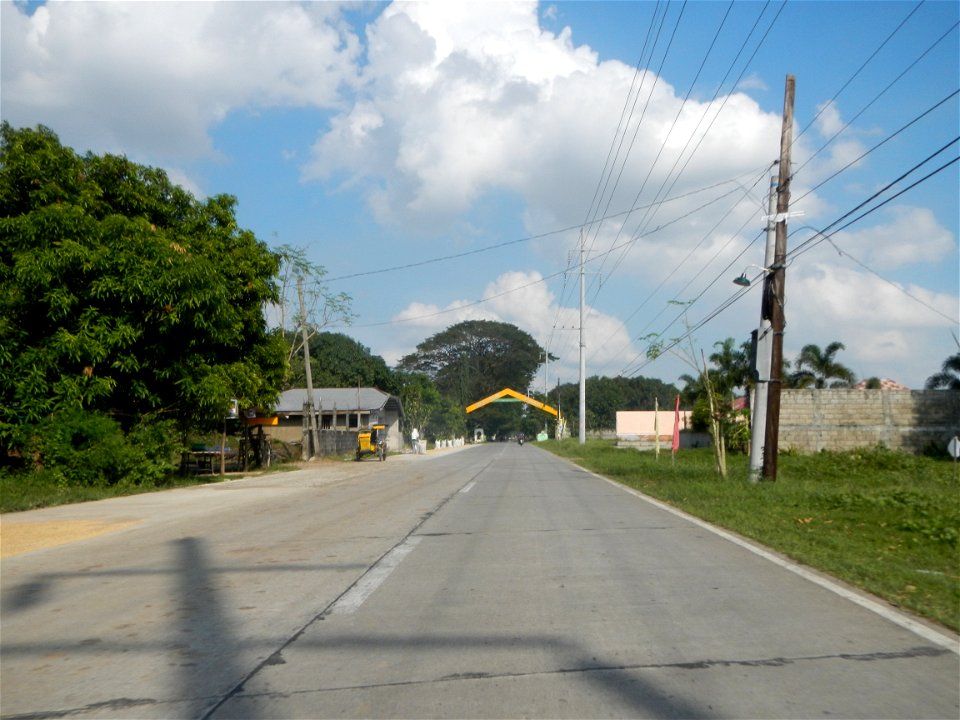 Cananga odorata ylang-ylang is Tagalog word ilang, meaning "wilderness", Capital of the Philippines, Anao, Tarlac, Cananga odorata decorating this Moncada-Anao, Tarlac Road (a world record so to speak