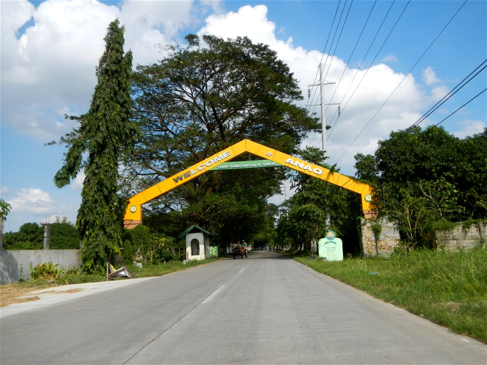 Cananga odorata ylang-ylang is Tagalog word ilang, meaning "wilderness", Capital of the Philippines, Anao, Tarlac, Cananga odorata decorating this Moncada-Anao, Tarlac Road (a world record so to speak