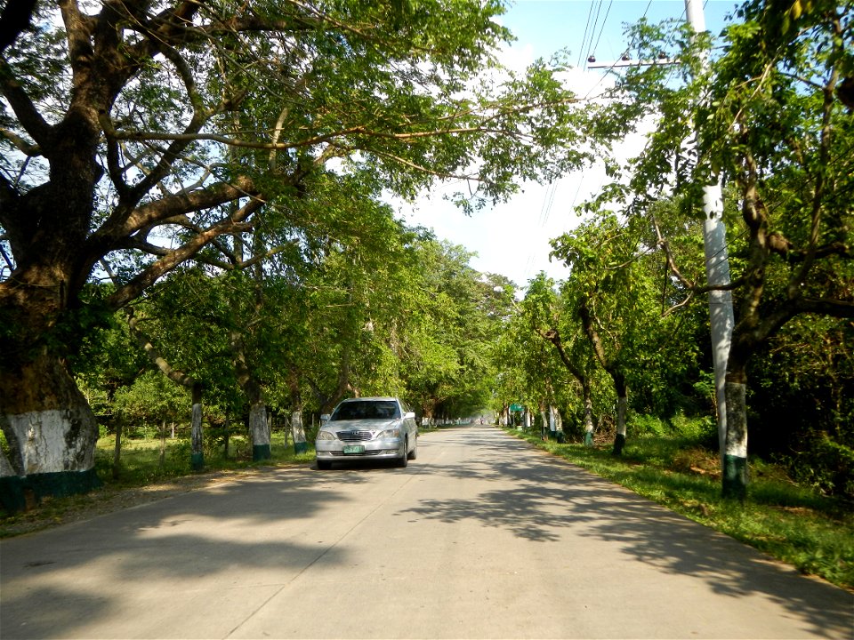 Cananga odorata ylang-ylang is Tagalog word ilang, meaning "wilderness", Capital of the Philippines, Anao, Tarlac, Cananga odorata decorating this Moncada-Anao, Tarlac Road (a world record so to speak