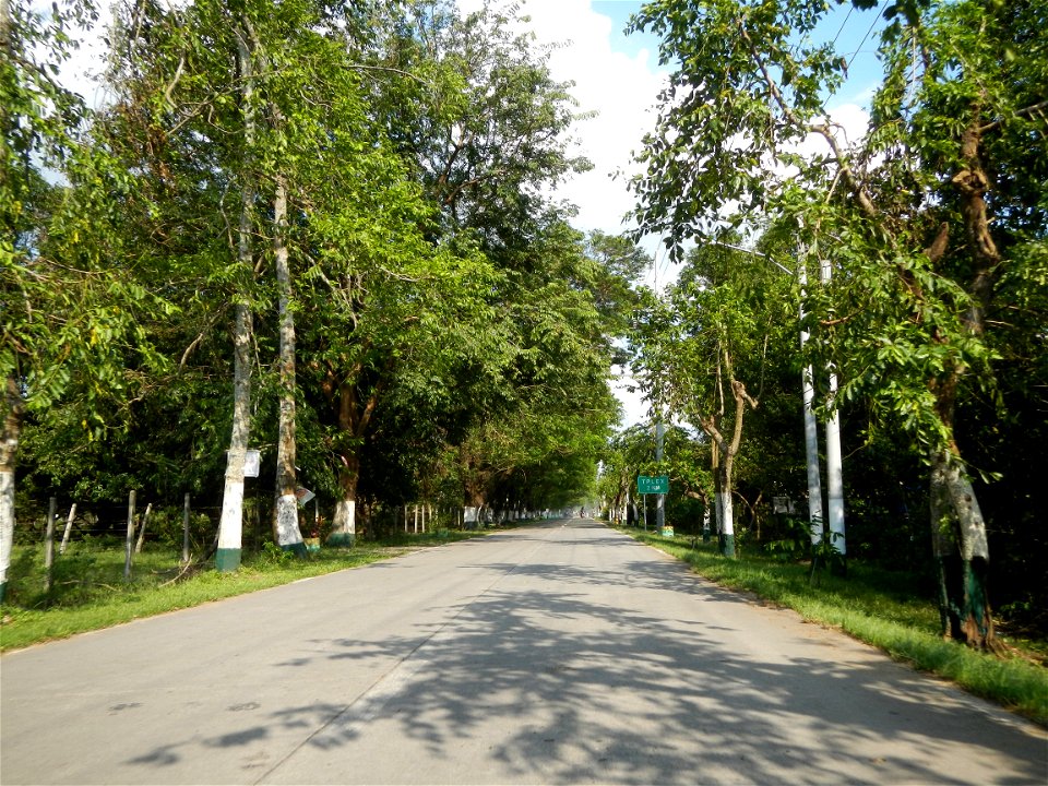 Cananga odorata ylang-ylang is Tagalog word ilang, meaning "wilderness", Capital of the Philippines, Anao, Tarlac, Cananga odorata decorating this Moncada-Anao, Tarlac Road (a world record so to speak