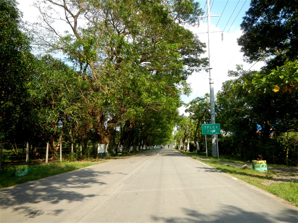 Cananga odorata ylang-ylang is Tagalog word ilang, meaning "wilderness", Capital of the Philippines, Anao, Tarlac, Cananga odorata decorating this Moncada-Anao, Tarlac Road (a world record so to speak