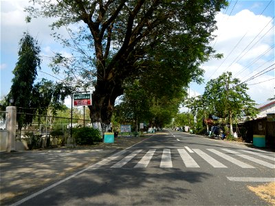 Cananga odorata ylang-ylang is Tagalog word ilang, meaning "wilderness", Capital of the Philippines, Anao, Tarlac, Cananga odorata decorating this Moncada-Anao, Tarlac Road (a world record so to speak