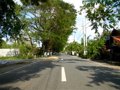 Cananga odorata ylang-ylang is Tagalog word ilang, meaning "wilderness", Capital of the Philippines, Anao, Tarlac, Cananga odorata decorating this Moncada-Anao, Tarlac Road (a world record so to speak