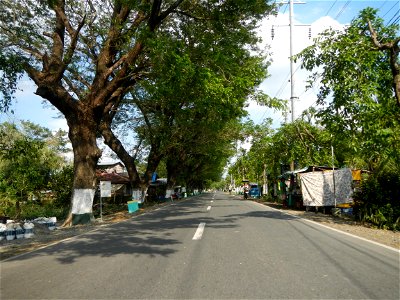 Cananga odorata ylang-ylang is Tagalog word ilang, meaning "wilderness", Capital of the Philippines, Anao, Tarlac, Cananga odorata decorating this Moncada-Anao, Tarlac Road (a world record so to speak