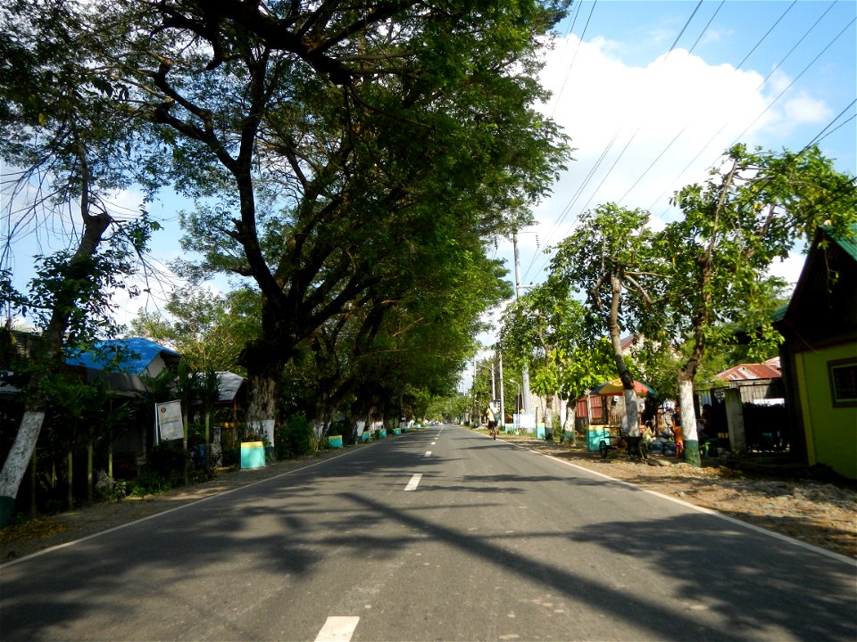 Cananga odorata ylang-ylang is Tagalog word ilang, meaning "wilderness", Capital of the Philippines, Anao, Tarlac, Cananga odorata decorating this Moncada-Anao, Tarlac Road (a world record so to speak