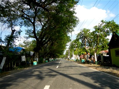 Cananga odorata ylang-ylang is Tagalog word ilang, meaning "wilderness", Capital of the Philippines, Anao, Tarlac, Cananga odorata decorating this Moncada-Anao, Tarlac Road (a world record so to speak
