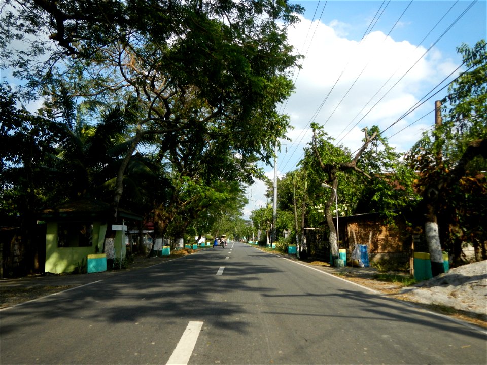 Cananga odorata ylang-ylang is Tagalog word ilang, meaning "wilderness", Capital of the Philippines, Anao, Tarlac, Cananga odorata decorating this Moncada-Anao, Tarlac Road (a world record so to speak