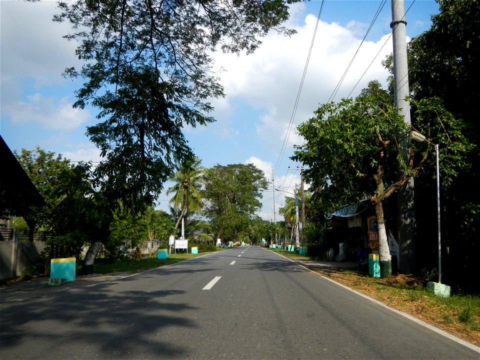 Cananga odorata ylang-ylang is Tagalog word ilang, meaning "wilderness", Capital of the Philippines, Anao, Tarlac, Cananga odorata decorating this Moncada-Anao, Tarlac Road (a world record so to speak