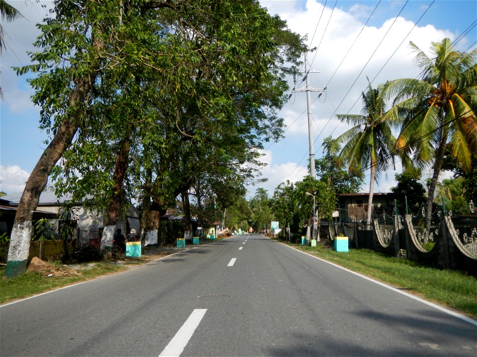 Cananga odorata ylang-ylang is Tagalog word ilang, meaning "wilderness", Capital of the Philippines, Anao, Tarlac, Cananga odorata decorating this Moncada-Anao, Tarlac Road (a world record so to speak