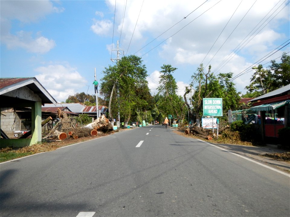 Cananga odorata ylang-ylang is Tagalog word ilang, meaning "wilderness", Capital of the Philippines, Anao, Tarlac, Cananga odorata decorating this Moncada-Anao, Tarlac Road (a world record so to speak