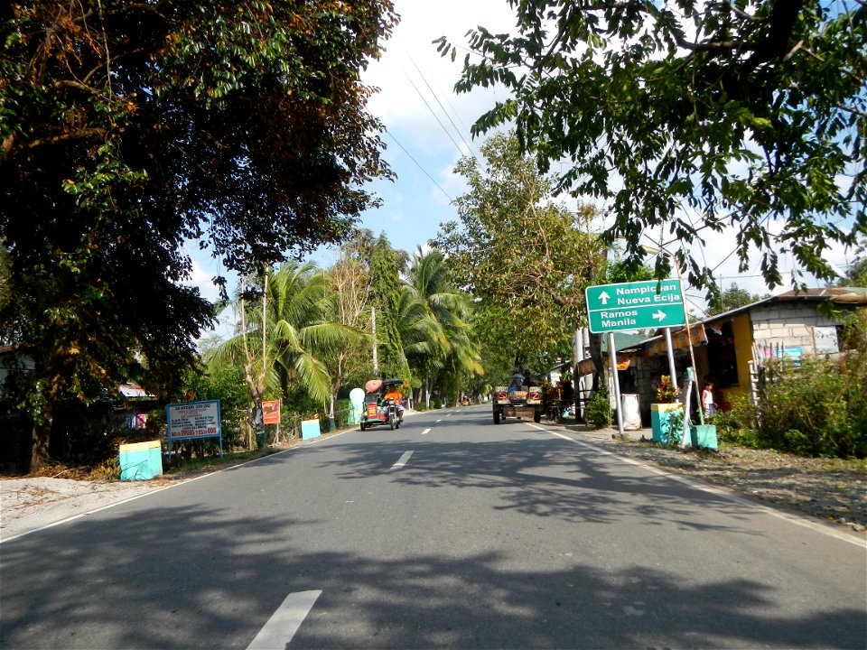 Cananga odorata ylang-ylang is Tagalog word ilang, meaning "wilderness", Capital of the Philippines, Anao, Tarlac, Cananga odorata decorating this Moncada-Anao, Tarlac Road (a world record so to speak