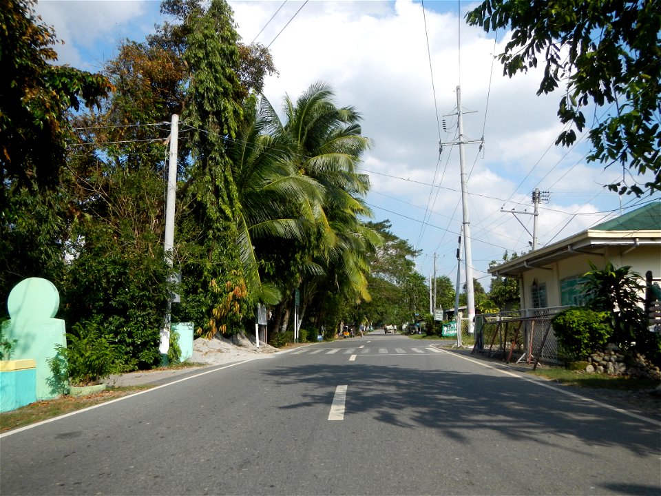 Cananga odorata ylang-ylang is Tagalog word ilang, meaning "wilderness", Capital of the Philippines, Anao, Tarlac, Cananga odorata decorating this Moncada-Anao, Tarlac Road (a world record so to speak