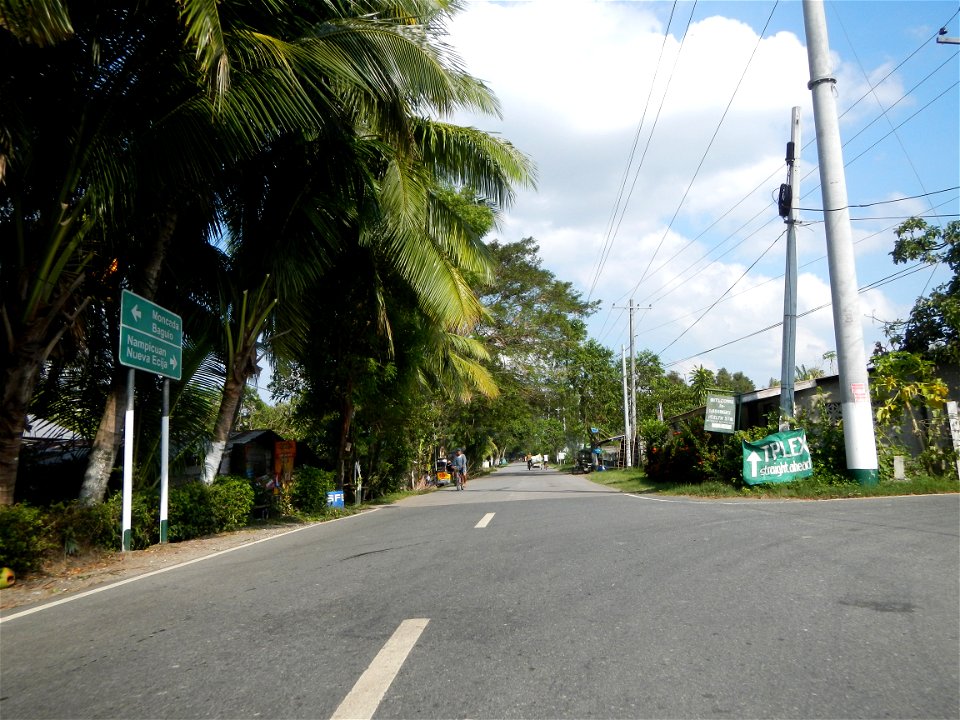 Cananga odorata ylang-ylang is Tagalog word ilang, meaning "wilderness", Capital of the Philippines, Anao, Tarlac, Cananga odorata decorating this Moncada-Anao, Tarlac Road (a world record so to speak