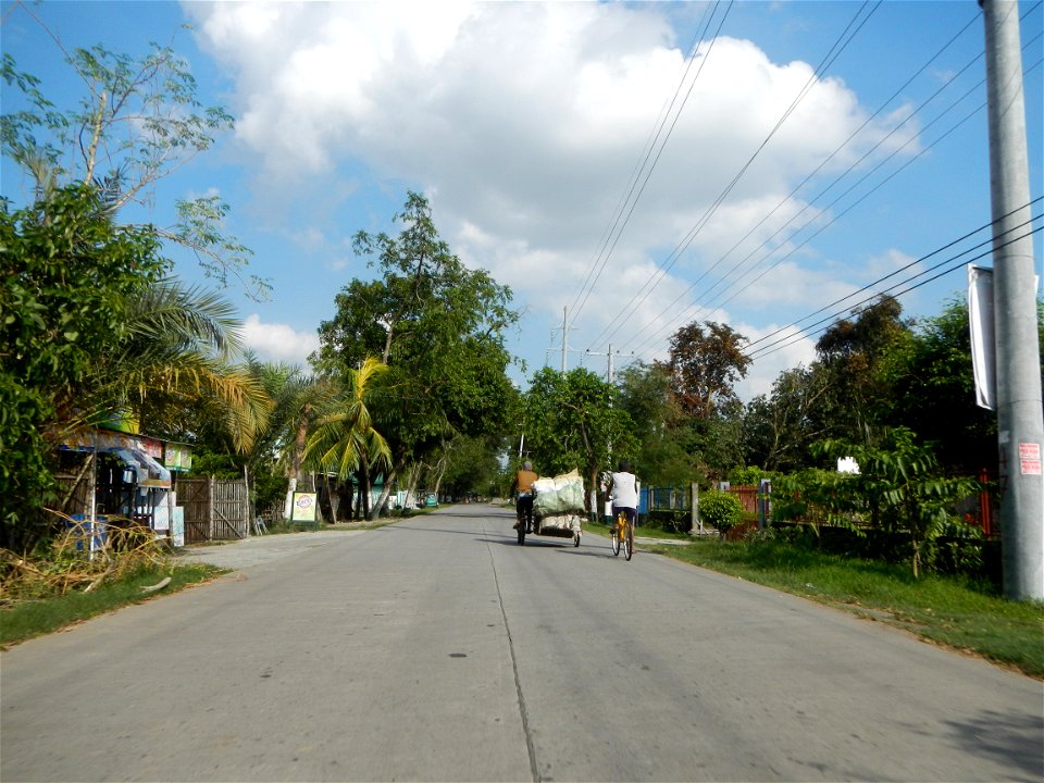 Cananga odorata ylang-ylang is Tagalog word ilang, meaning "wilderness", Capital of the Philippines, Anao, Tarlac, Cananga odorata decorating this Moncada-Anao, Tarlac Road (a world record so to speak